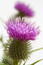Thistle